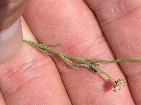 Image of stalked fleabane