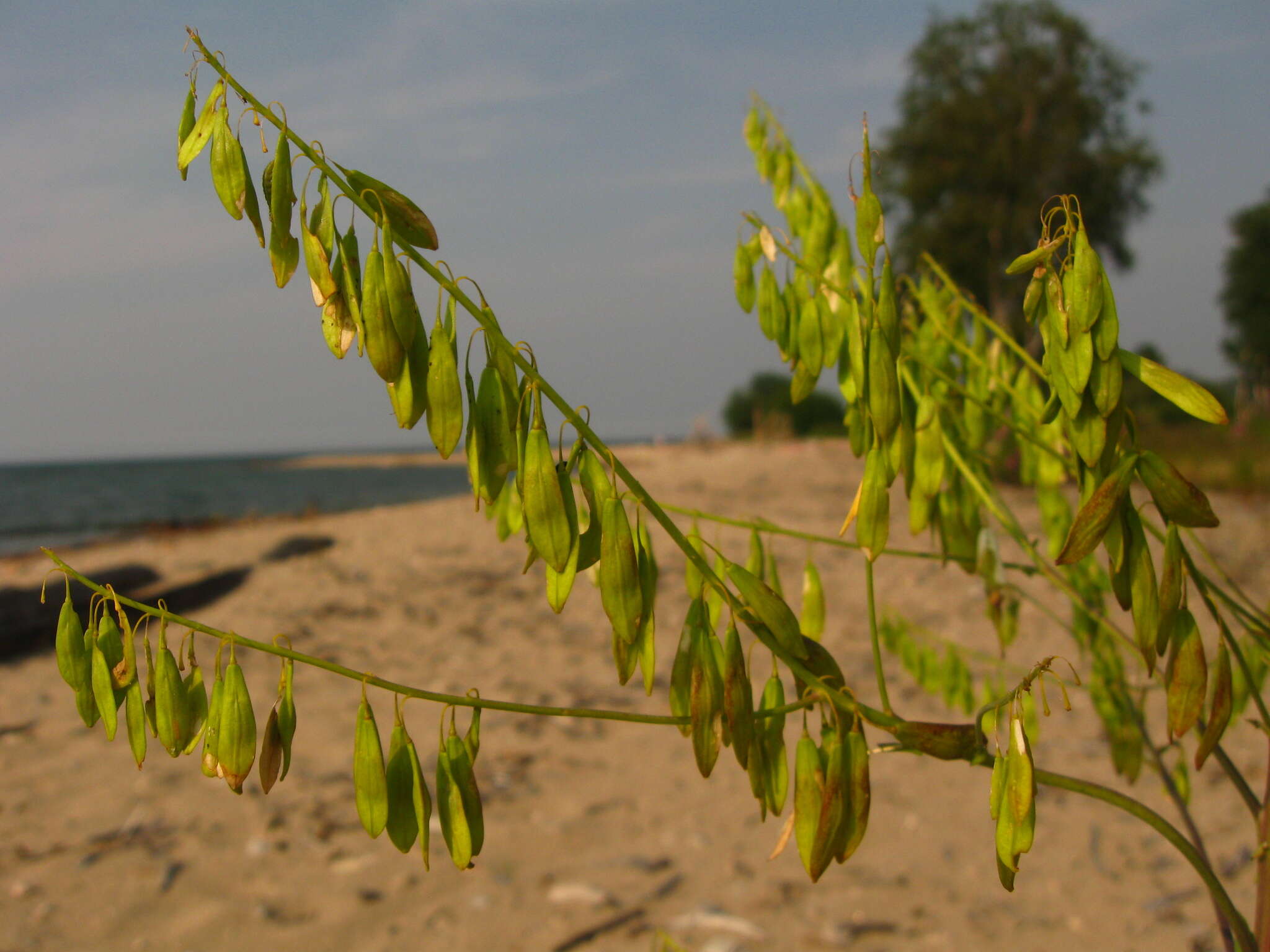 Image of woad