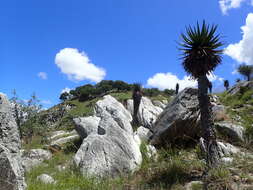 Imagem de Aloe cipolinicola (H. Perrier) J.-B. Castillon & J.-P. Castillon