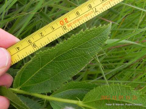 Image of Acalypha punctata Meisn. ex C. Krauss