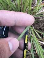 Image of Panicum elegantissimum Hook. fil.