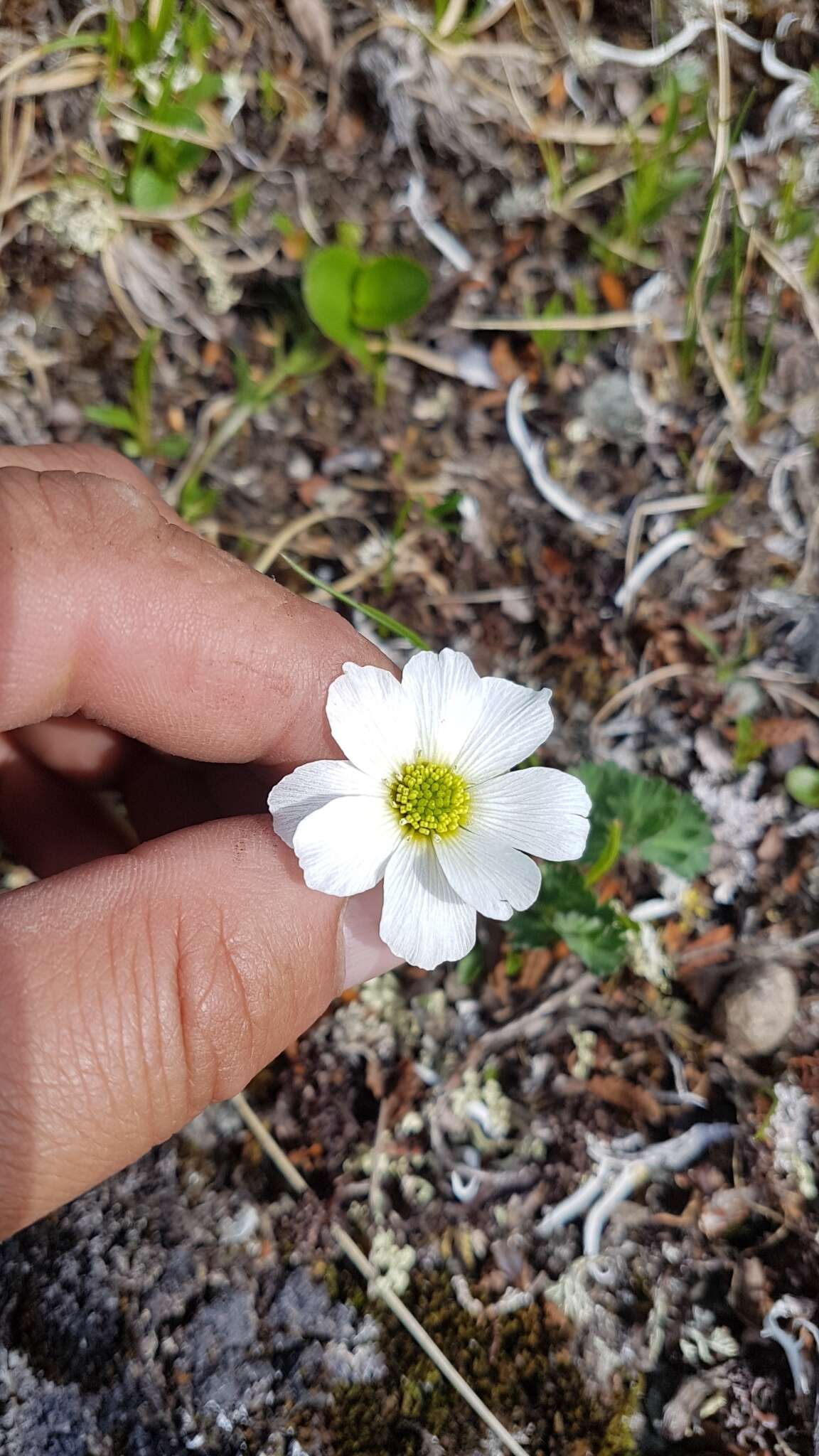 Слика од Callianthemum sajanense Witasek