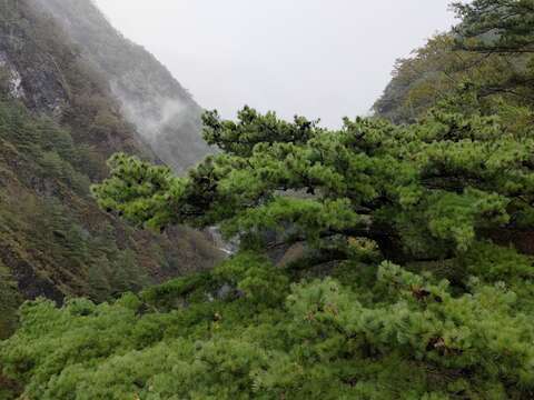 Image of Taiwan White Pine