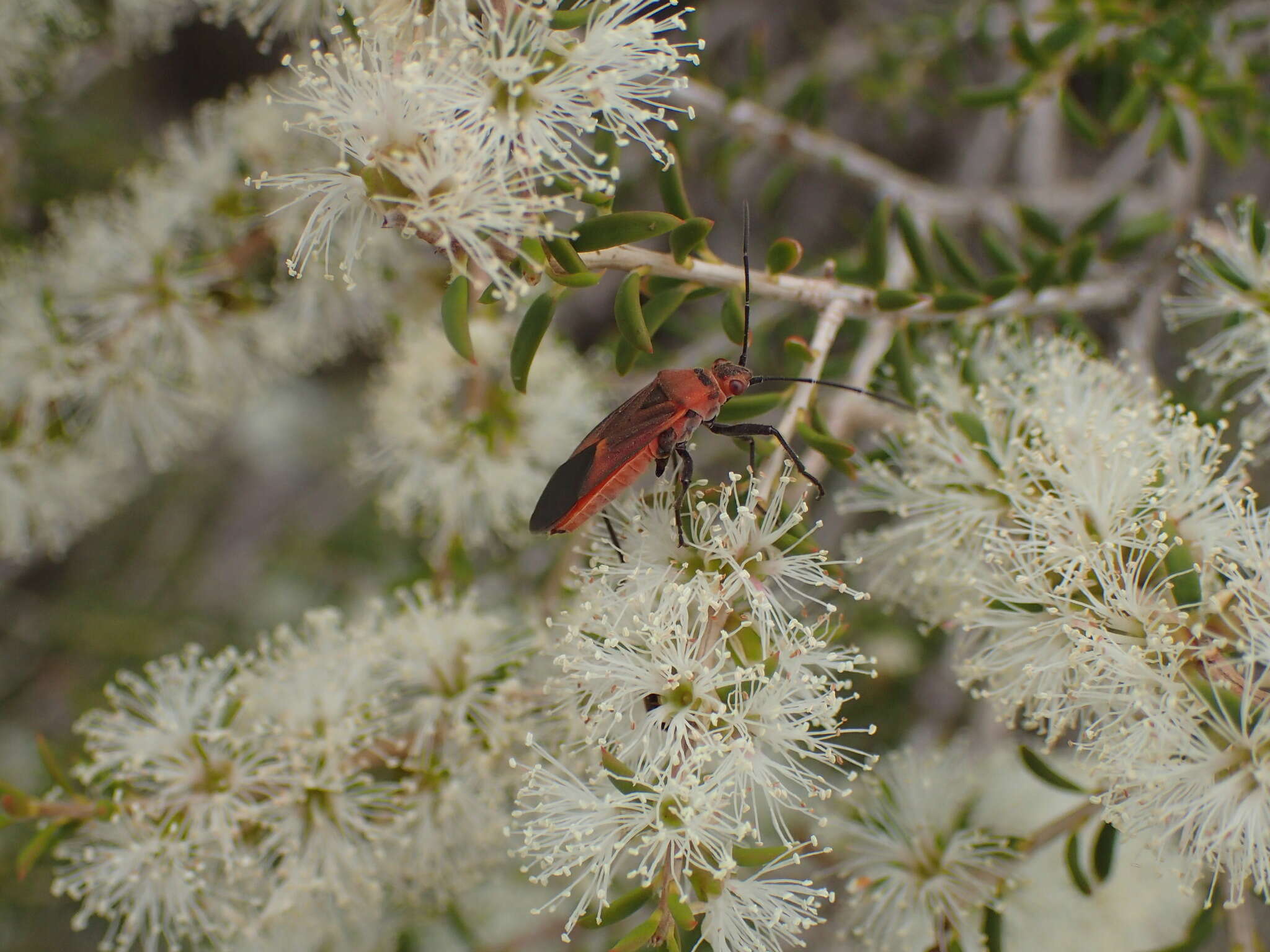 Leptocoris mitellatus Bergroth 1916 resmi