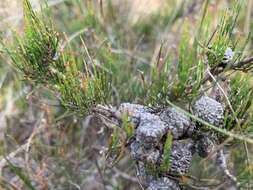 Image of Allocasuarina misera L. A. S. Johnson