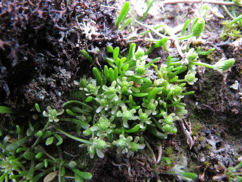 Image of Myosurus minimus subsp. novae-zelandiae (Oliver) P. J. Garnock-Jones