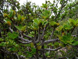 Image of Indaba tree