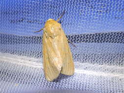 Image of Corn Earworm