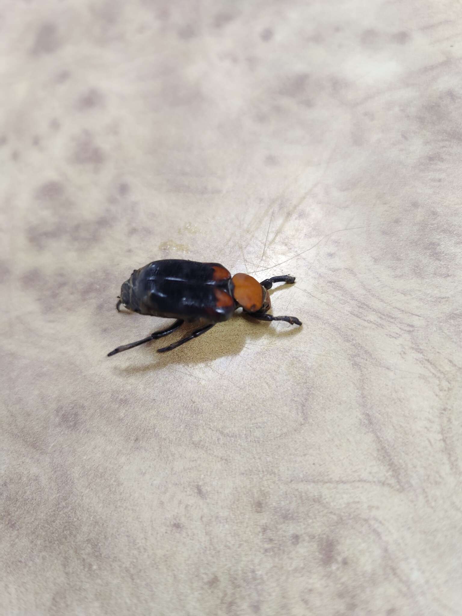 Image of Clinterocera bicolor (Nonfried 1893)