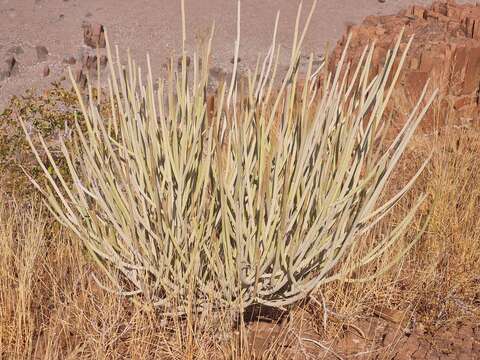 Image of Damara milk-bush