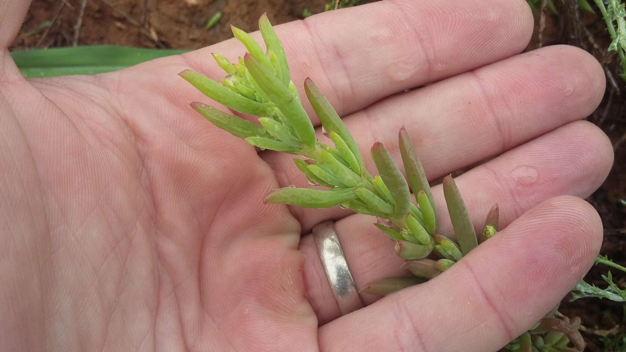 Imagem de Delosperma testaceum (Haw.) Schwant.