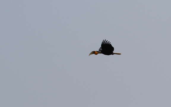 Image of Wreathed Hornbill