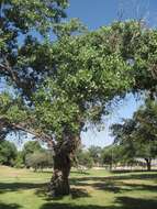 Image of Populus deltoides subsp. wislizenii (S. Wats.) Eckenwalder