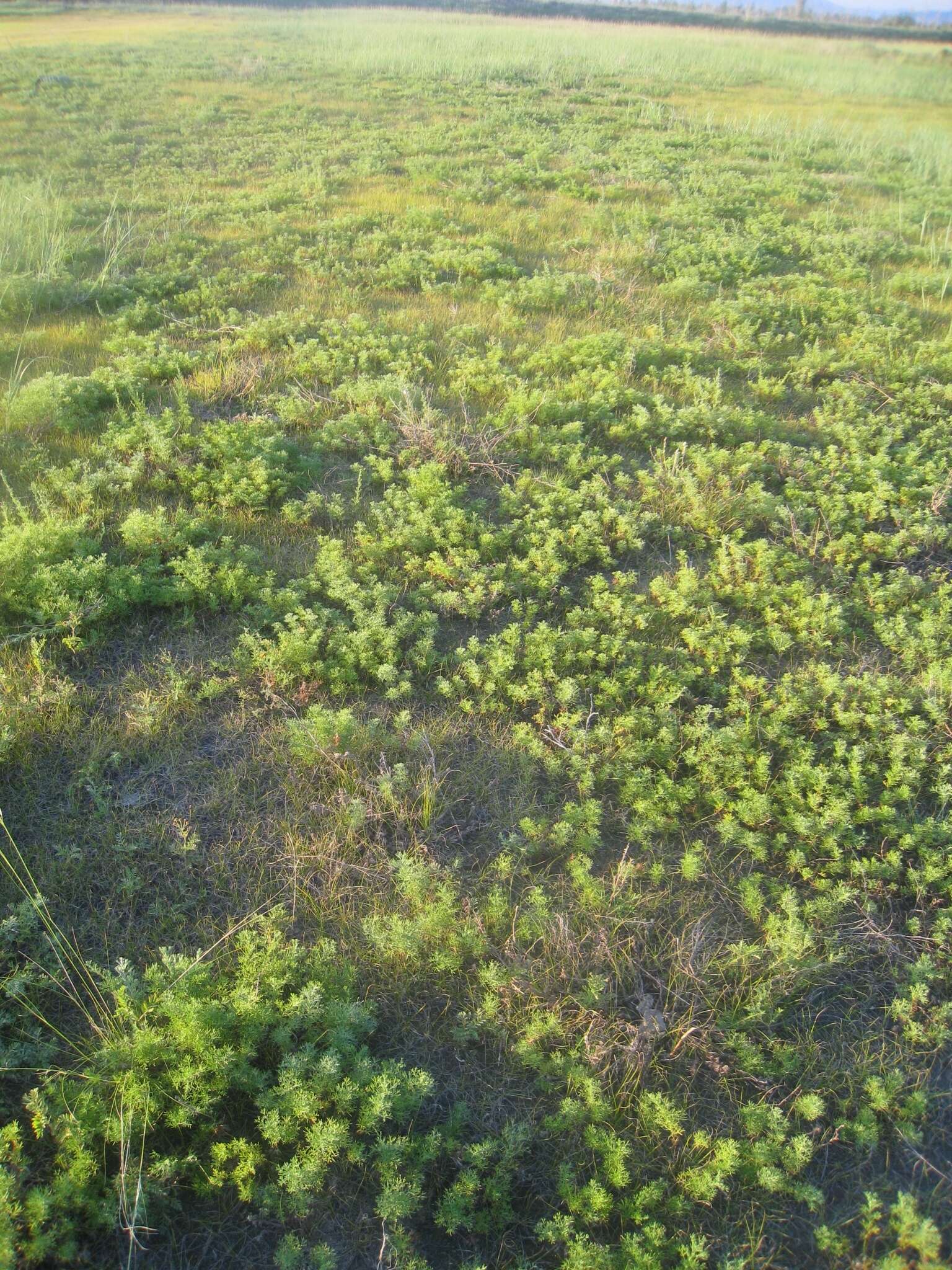 Image of Artemisia obtusiloba subsp. subviscosa (Turcz. ex Bess.) I. M. Krasnoborov