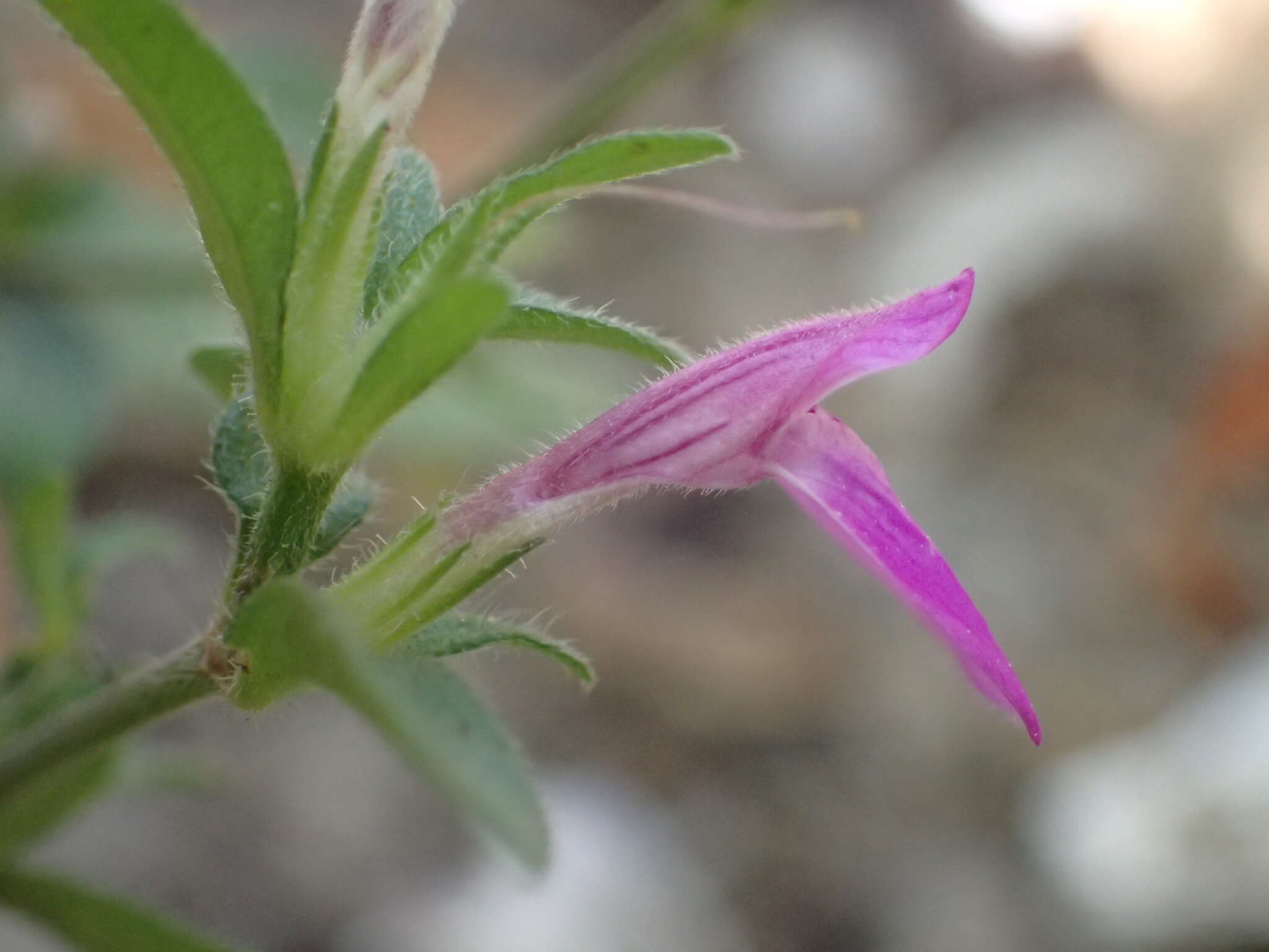 Image of Justicia ladanoides Lam.