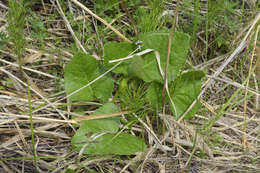 Image of Ligularia subsagittata Pojark.