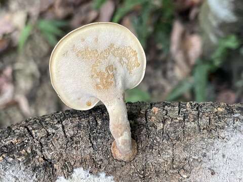 Image of Favolus grammocephalus (Berk.) Imazeki 1943