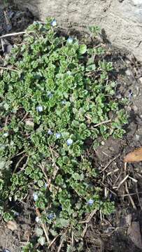 Image of Grey Field-speedwell