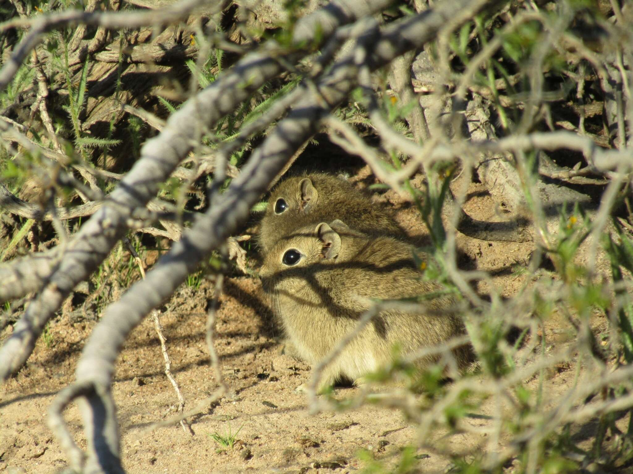 Image of Southern Mountain Cavy