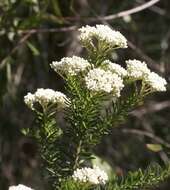 Image of Ozothamnus diosmifolius (Vent.) DC.