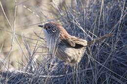 Image of Short-tailed Grasswren