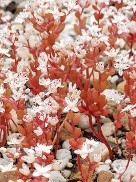 Image of Elf Orpine