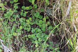 Imagem de Dichondra microcalyx (Hall. fil.) Fabris