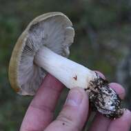 Image of Tricholoma arvernense Bon 1976