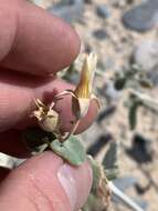 Image of Ash Meadows blazingstar