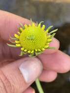 Imagem de Helenium drummondii H. Rock