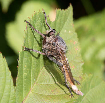 Image of Milbert's Proctacanthus