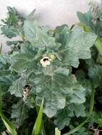 Image of white henbane