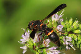 Image of Parancistrocerus histrio (Lepeletier 1841)