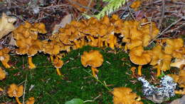 Image of Craterellus lutescens (Fr.) Fr. 1838