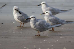 Image of Snowy-crowned Tern