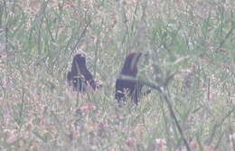 Image of Chestnut-capped Blackbird