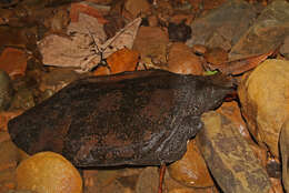 Image of Malayan Soft-shelled Turtle