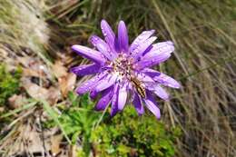 Image of Perezia pedicularidifolia Less.