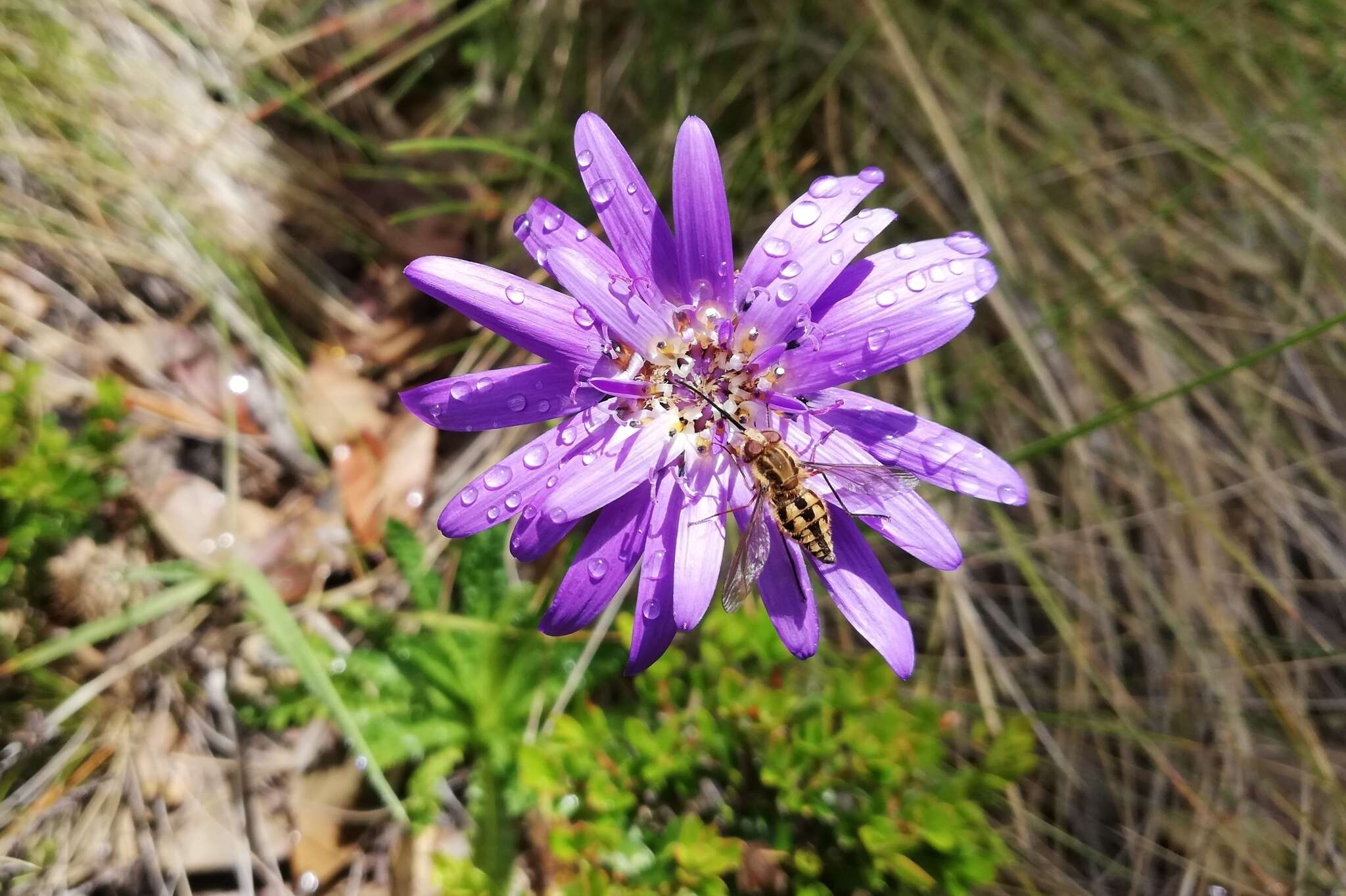 Image of Perezia pedicularidifolia Less.