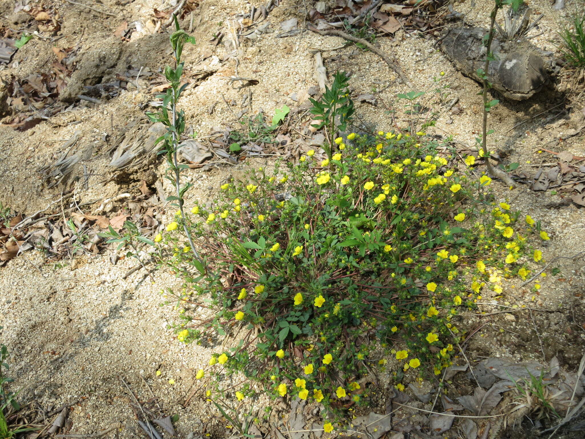 صورة Potentilla fragarioides L.