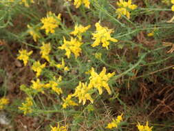 Image of Genista tournefortii Spach