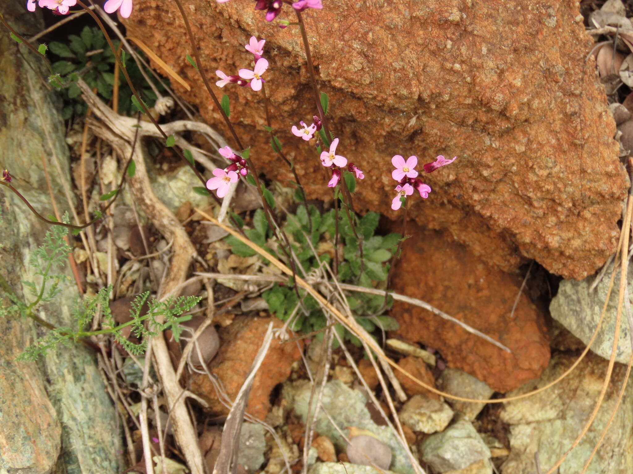 Слика од Arabis aculeolata Greene