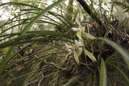 Cymbidium serratum Schltr.的圖片