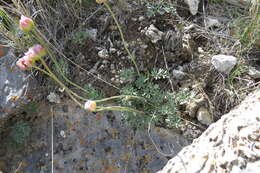 Слика од Ranunculus andersonii A. Gray