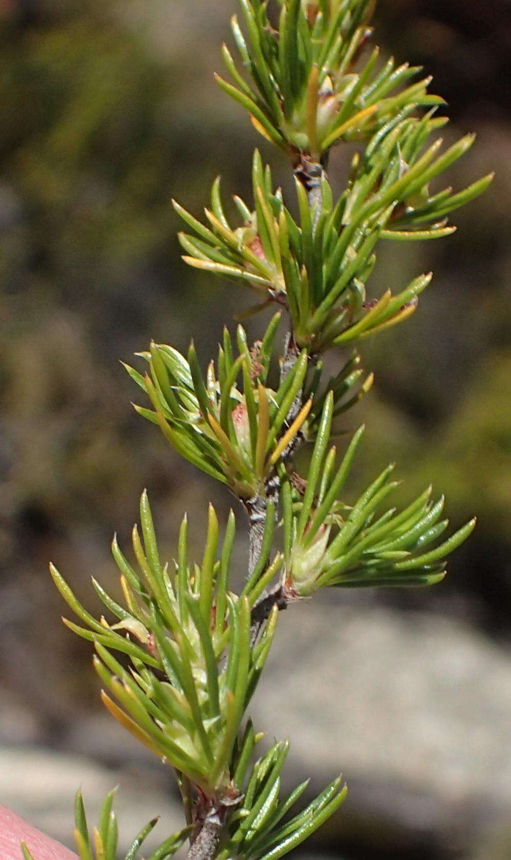 Image of Cliffortia tuberculata (Harv.) Weim.