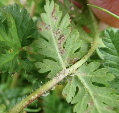 Peronospora erodii resmi