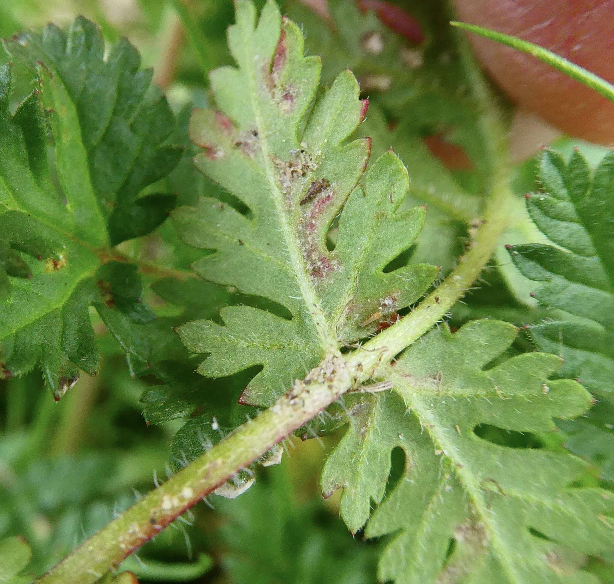 Peronospora erodii resmi