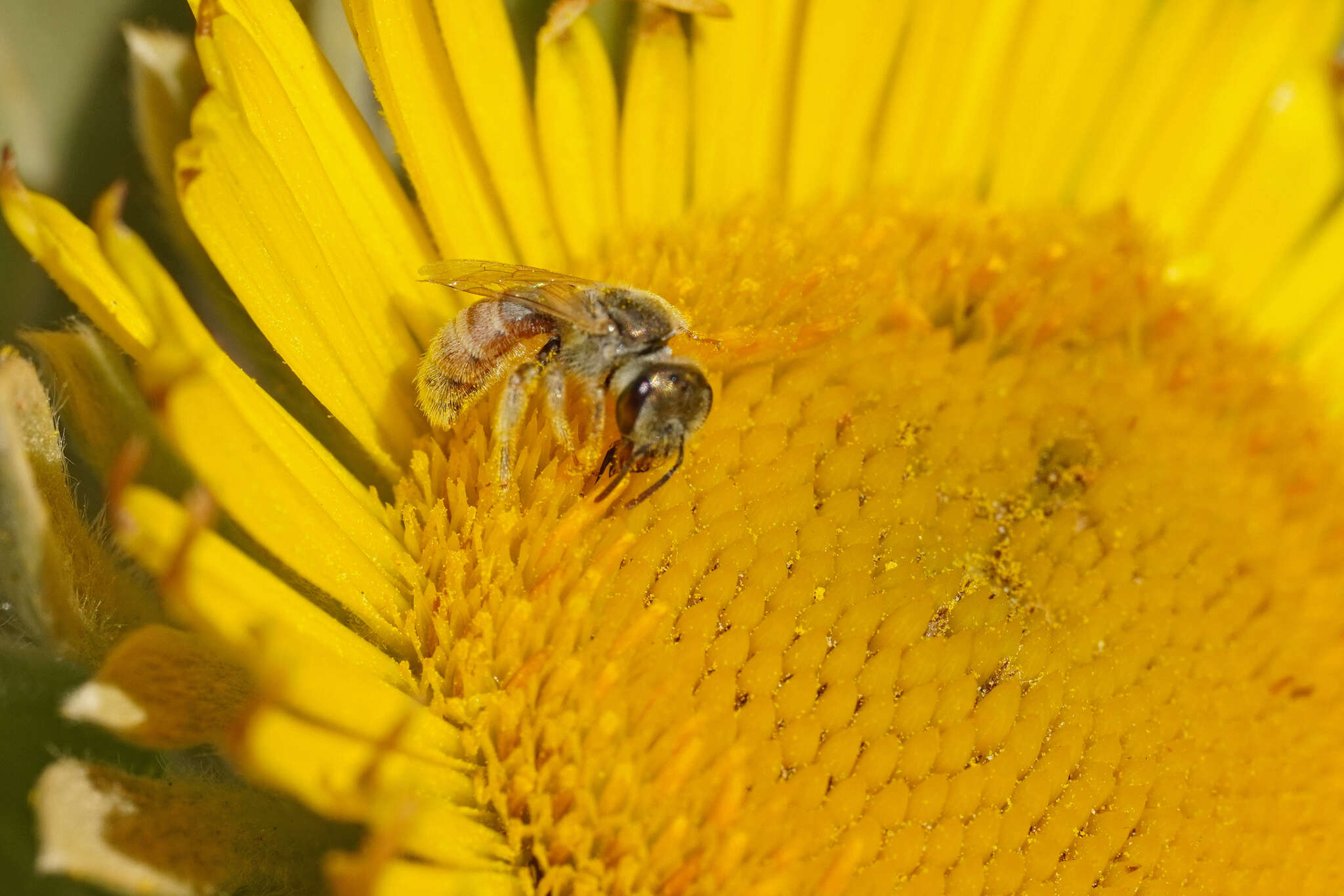 Image of Halictus concinnus Brullé 1840