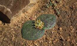 Image of Common Hedgehog Lily