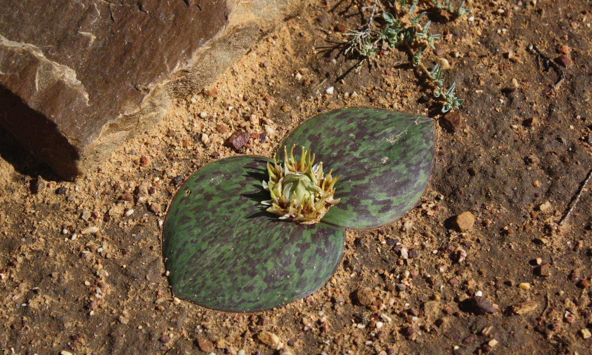Image of Common Hedgehog Lily